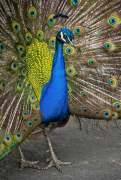 burung-merak 32 senarai